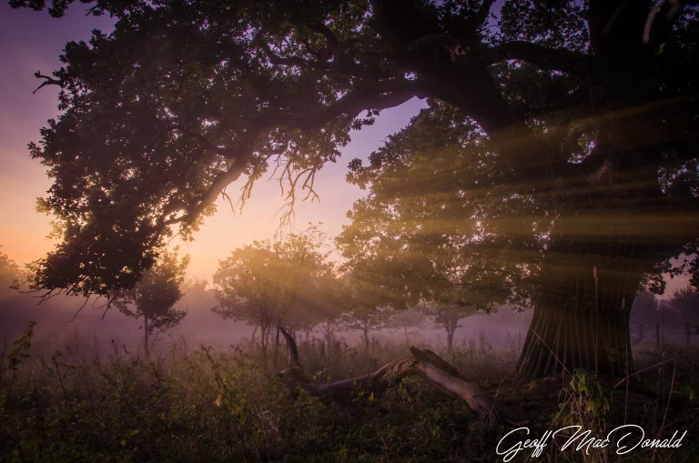Cockley Cley Road Mist 002 Edit