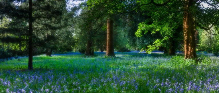Lynford Hall Bluebells 001 Pano Edit Edit 2 25