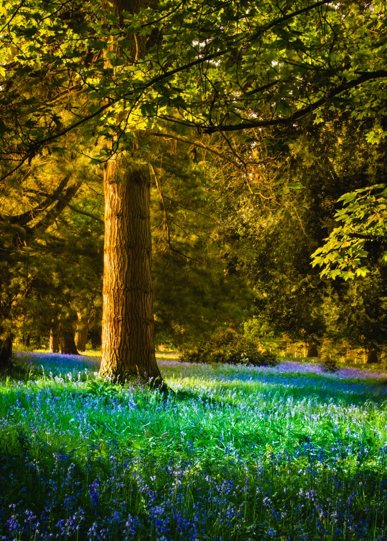 Lynford Hall Bluebells 004 2
