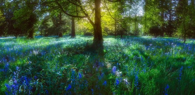 Lynford Hall Bluebells 015 Pano Edit 2 25