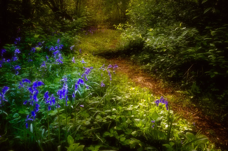 Weyland Woods Bluebells 032 Edit