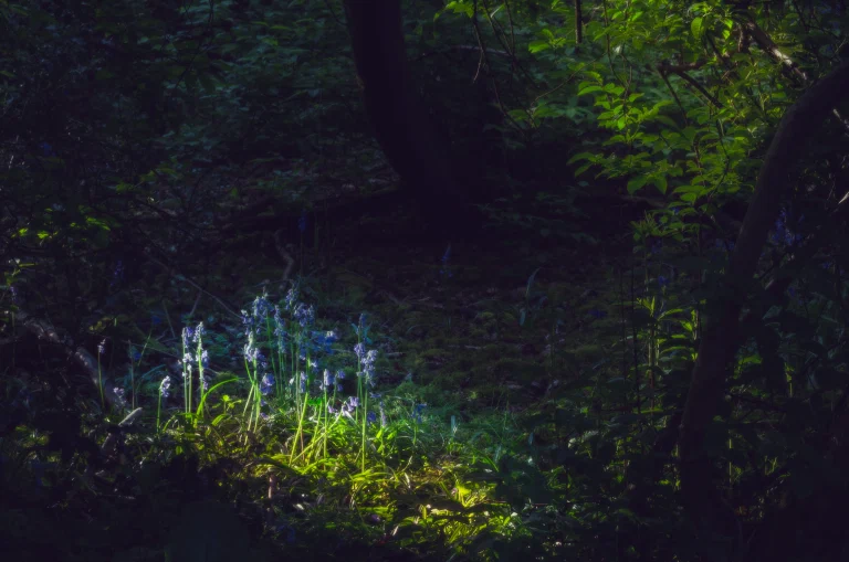 Weyland Woods Bluebells 059 Edit