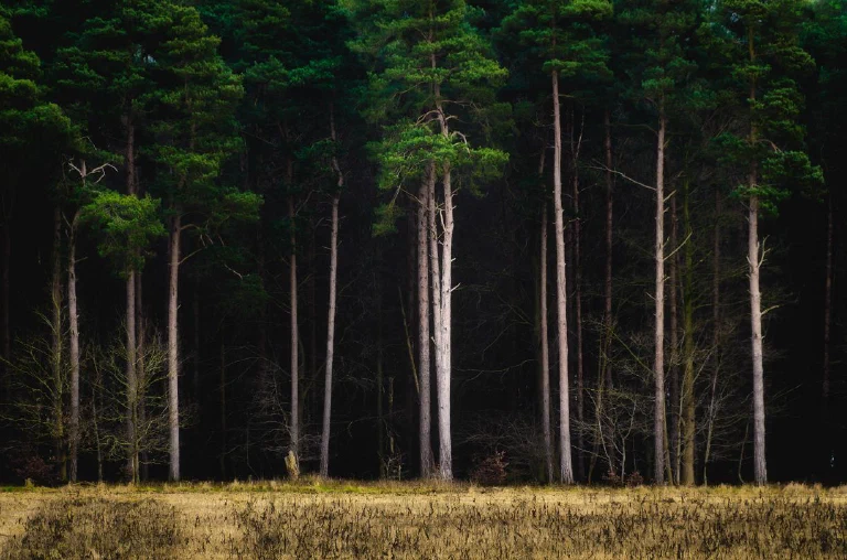 Thetford Forest 027 2 25