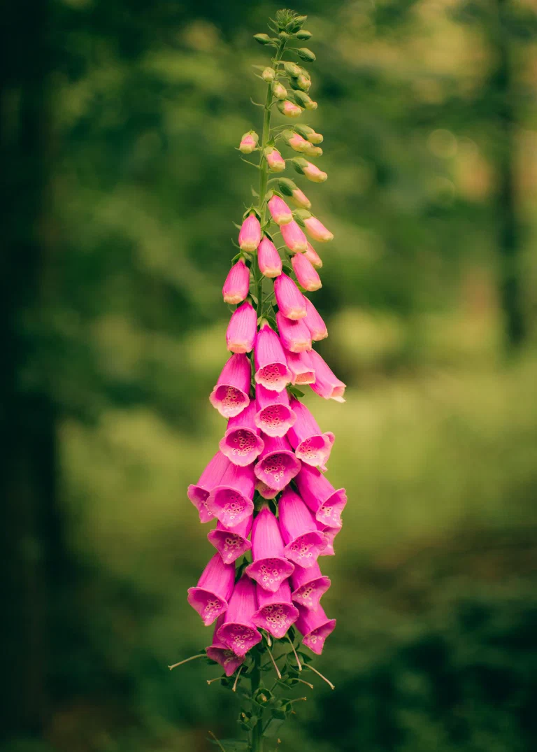 Thetford Forest 35mm 023 50