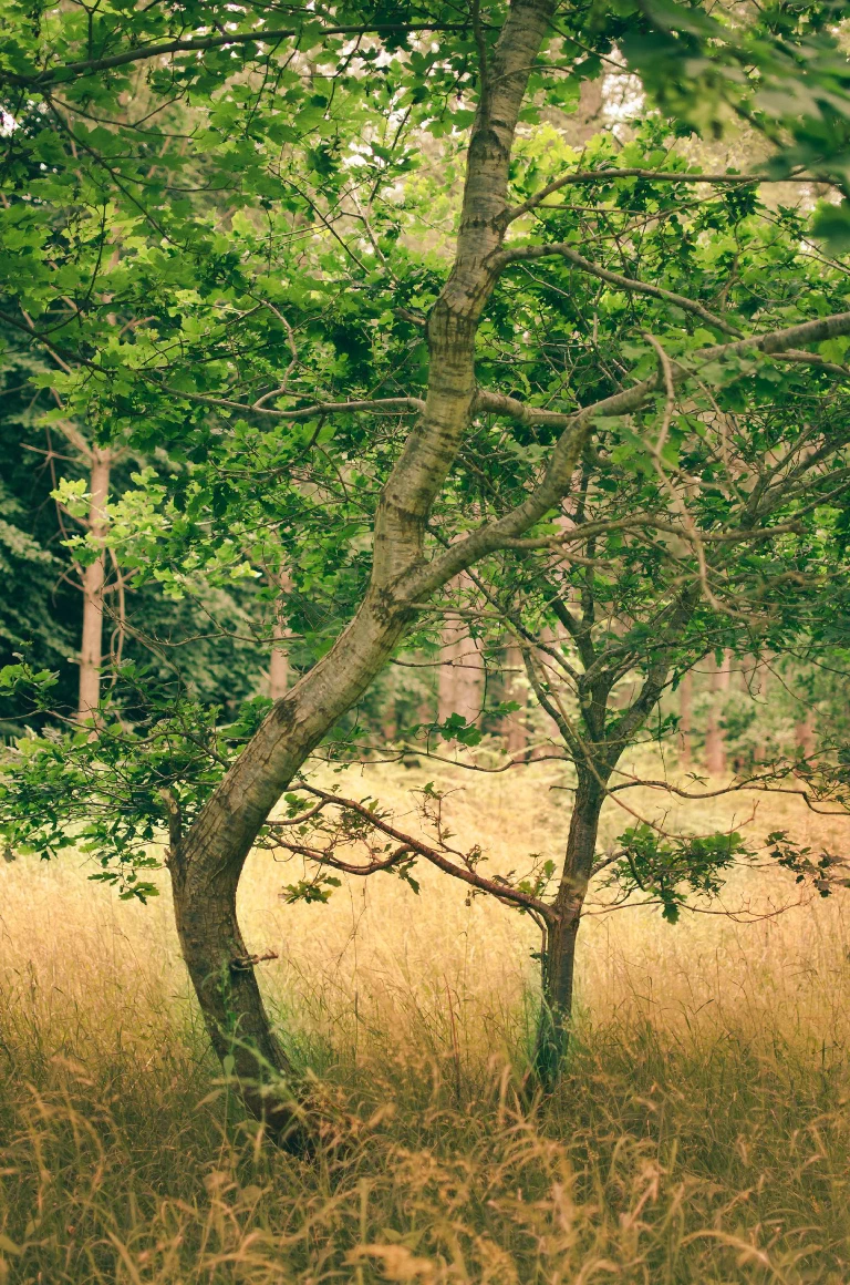 Thetford Forest 35mm 107 2 50