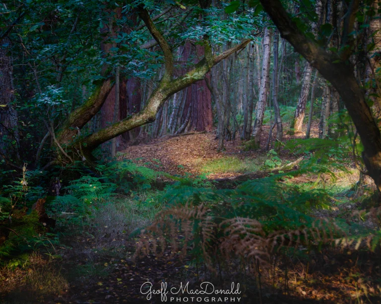 Lynford Hall 007 Edit Signature