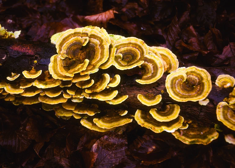 Fungus 007 Edit