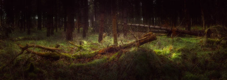 Thetford Forest 036 Pano Edit Edit