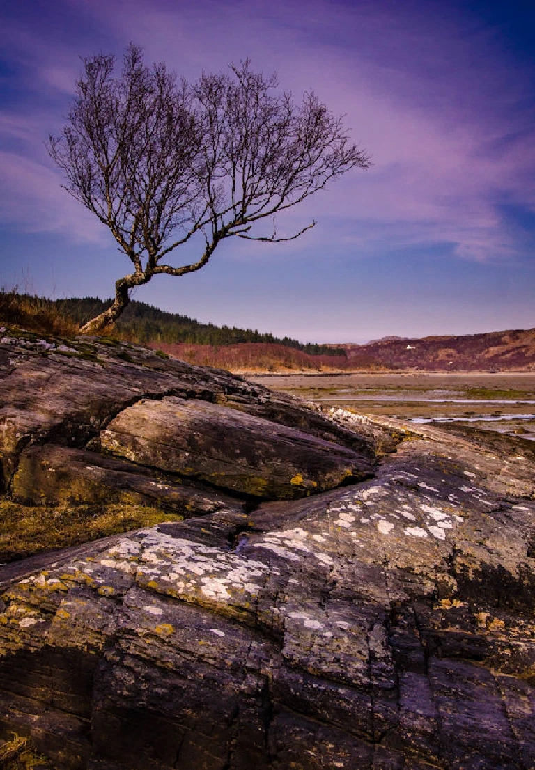 Lone Tree at Kentra Bay