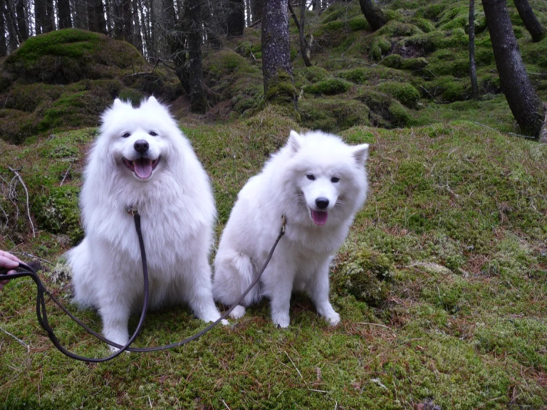 The dogs enjoyed it