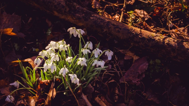 Snowdrops 032 2