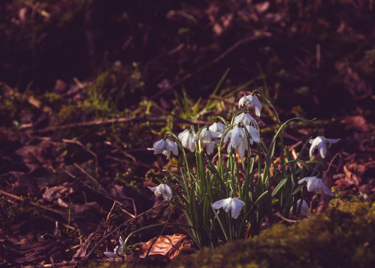 Snowdrops 053