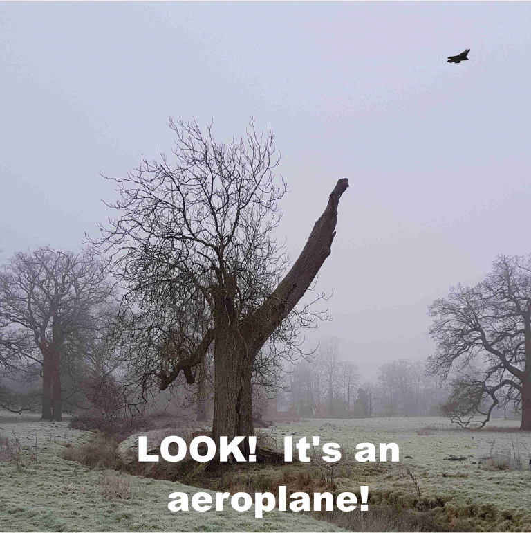 Misty parkland with a bare tree and an aeroplane in the sky, overlaid with the words LOOK! It's an aeroplane!