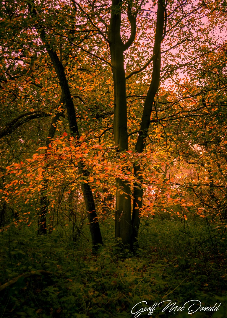 Thetford Forest 002 7