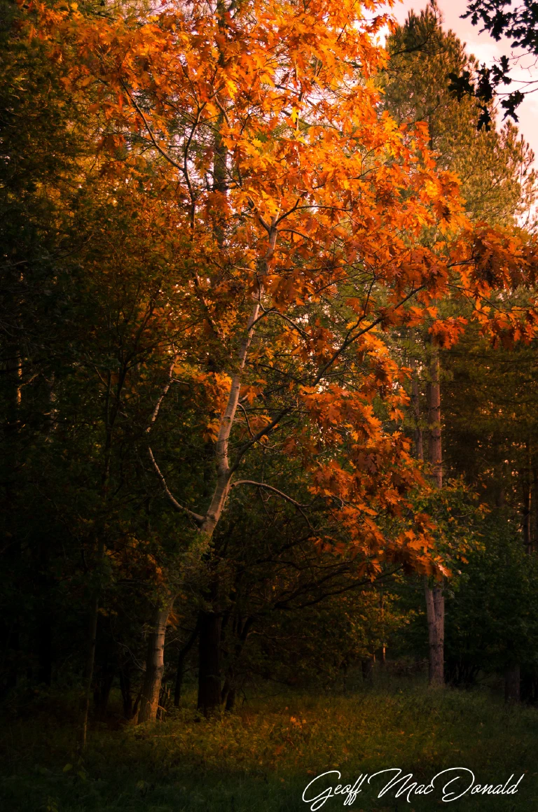 Thetford Forest 020 2