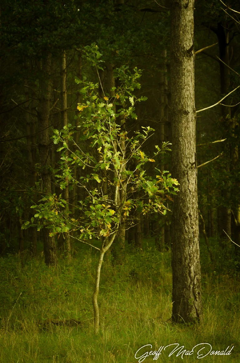 Thetford Forest 036 2